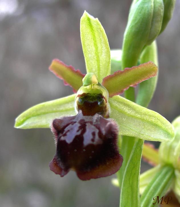 Orchidee dal Parco Naturale Regionale dei Monti Lucretili